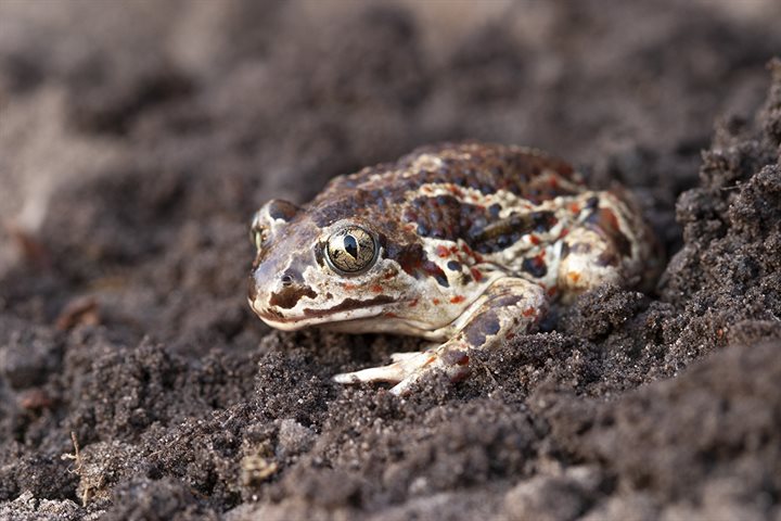 Knoflookpad in het zand